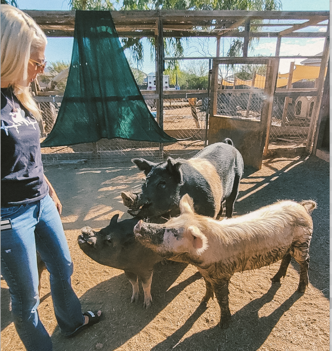 LAVIDGE IMPACT Volunteers Return to Care for Pigs